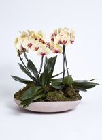 52610189_63_3-CENTRO-DE-MESA-ORGANIC-G